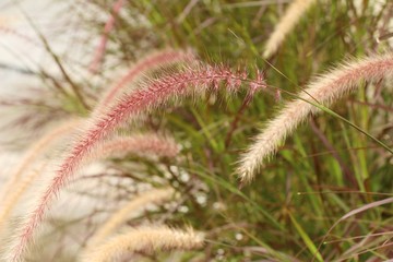 Grass flowers at beautiful in the nature
