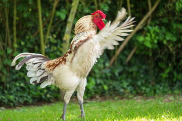 Young, adult rooster chicken is flapping his wings prior to crowing. Seen in a summer garden, he and his hens are allowed to roam free, then hands sep for there eggs. © Nick Beer