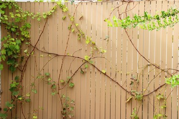 Beautiful green vine is beside the wall