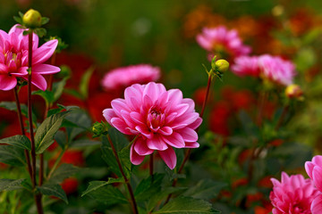 Beautiful pink flower surrounded by greenery. Blurred green background. Summer garden in bloom. Close-up of the floret.  Soft focus floral photography. Shallow depth of field.