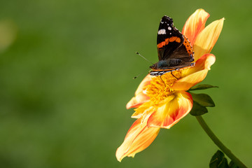Red admiral butterfly lands on colourful flower in autumn. Photographed at Exbury, Hampshire UK