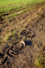 Hoof prints seen in the mud by the side of an early crop field in winter.