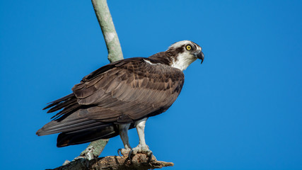 Male Osprey on Branch