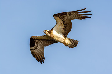 Male Osprey in Flight