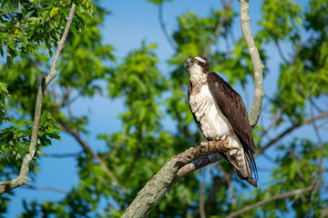 Male Osprey in Tree