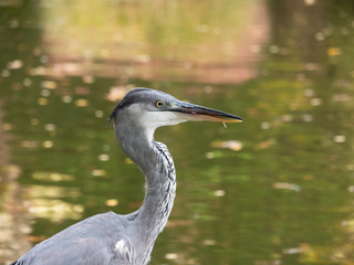 Heron bird in park of Maksimir located in Zagreb