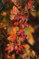 red leaves in autumn