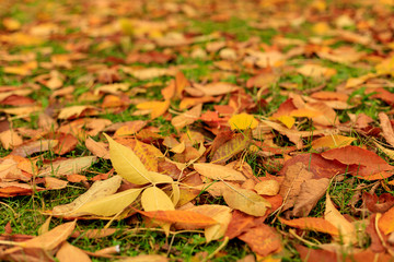 Fall leaves covered the ground in autumnal forest. Closeup of  colorful leaves on a sunny day. Autumn mood scene. Tilt-shift effect. Selective focus photography. Blurred nature background.