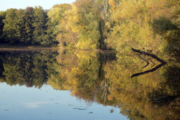 weidenbäume
