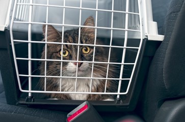 Tabby cat in a pet carrier stands on the passenger seat in a car. © Lightspruch
