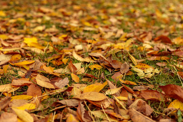 Fall leaves covered the ground in autumnal forest. Indian summer or Autumn mood scene. Tilt-shift effect. Selective focus photography. Blurred nature background.