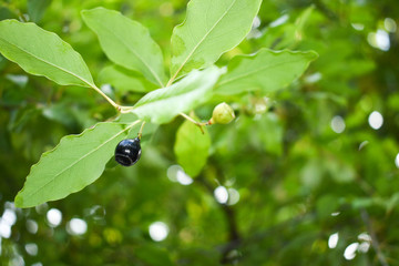 Ripe Santalum album fruit