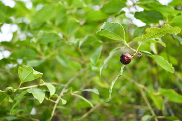 Ripe Santalum album fruit