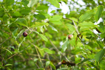 Ripe Santalum album fruit