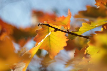 autumn leaves on tree