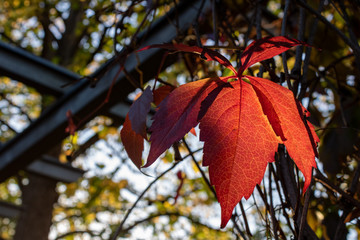red bright autumn leaf, close-up and selective focus
