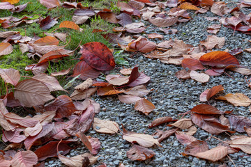 autumn leaves on the ground, high angle view