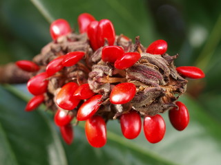 Macro view of magnolia fruit with bright red seeds
