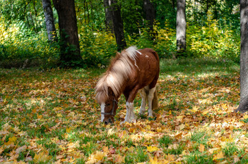 pony horse with autumn yellow and red leaves eat grass