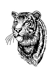 Graphical portrait of tiger isolated on white background,vector illustration  for tattoo and printing