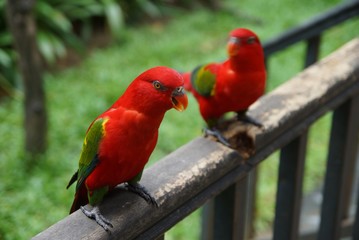 parrot on a branch
