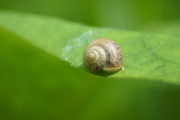 snail on leaf