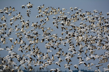 snow geese