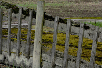 mossy fence