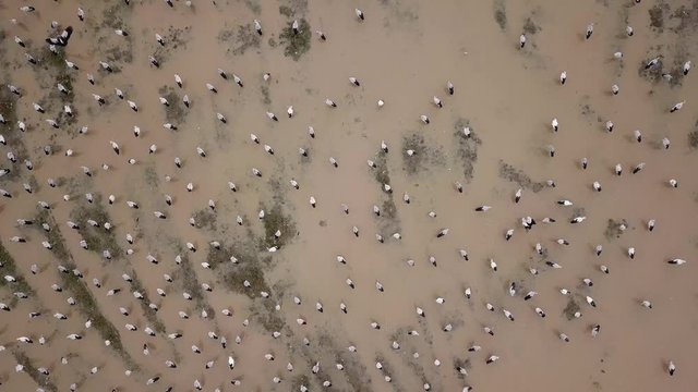 Asian openbill in flooded paddy field.