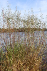 reeds in the lake