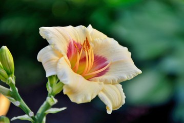 Obraz na płótnie Canvas Creamy and red daylily in the garden close-up