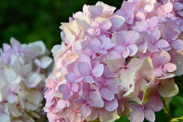 Pink hydrangea in the garden close-up