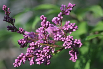 Fototapeta premium purple flowers in the garden