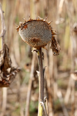 Ausgereifte Sonnenblumen im Herbst