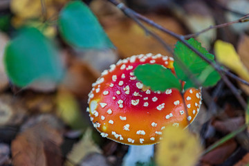 Amanita mushroom in the autumn forest near the birch.