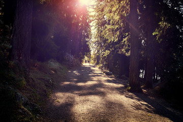 Fototapeta premium beautiful park and walkway in back light with sunbeam and silhouettes of walkers (Strbske Pleso lake, Slovakia)