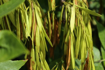 Obraz premium Tree seeds autumn nature closeup plant leaves texture 