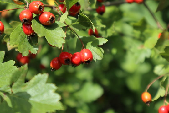 Red hawthorn berries with green leaves nature garden close-up bright sunny healthy food autumn harvest image