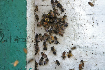 Ruche d'abeilles dans le mur d'une maison au Népal