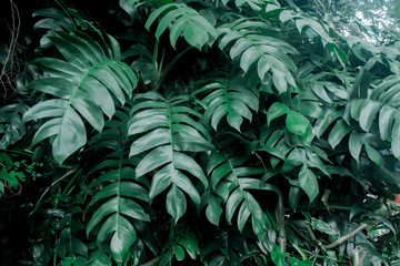 Creative tropical green leaves layout. Concept : Green leaves background / Nature spring.