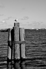 Potomac River Pilings and Seagull