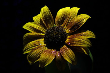 sunflower isolated on white background