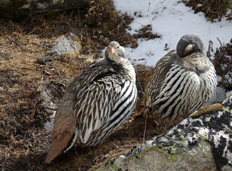 Tétraogalles du Tibet - Tetraogallus tibetanus - croisées dans les montagnes de l'Himalaya au Népal