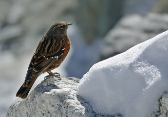 Accenteur de l'Himalaya - Prunella himalayana - rencontré au Népal