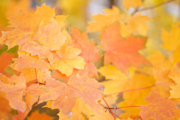 Naklejka na ściany i meble foliage tree leaves yellow autumn background close up with blurred background
