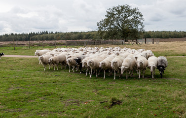 Fototapeta premium herd of sheep grazing on the grass