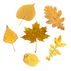 Collage of autumn leaves isolated on white background. Yellow leaves of maple, wild strawberry, oak, linden.