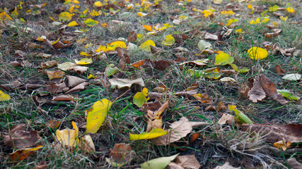 Obraz premium Dry autumn leaves yellow and brown colors.