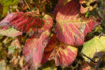 Herbst - Laub - Natur - Blätter