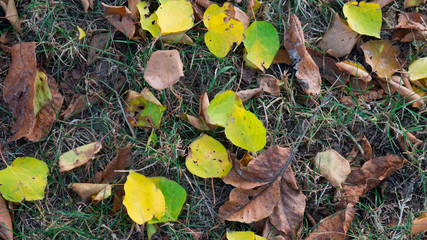 Dry autumn leaves on the ground - background.